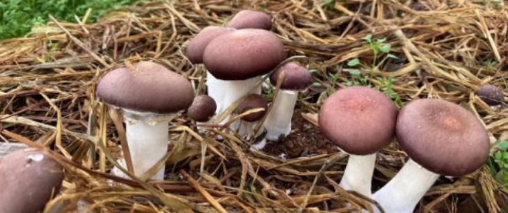 恒峰g22·(中国游)最新官方网站