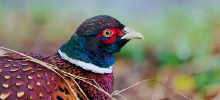 恒峰g22·(中国游)最新官方网站